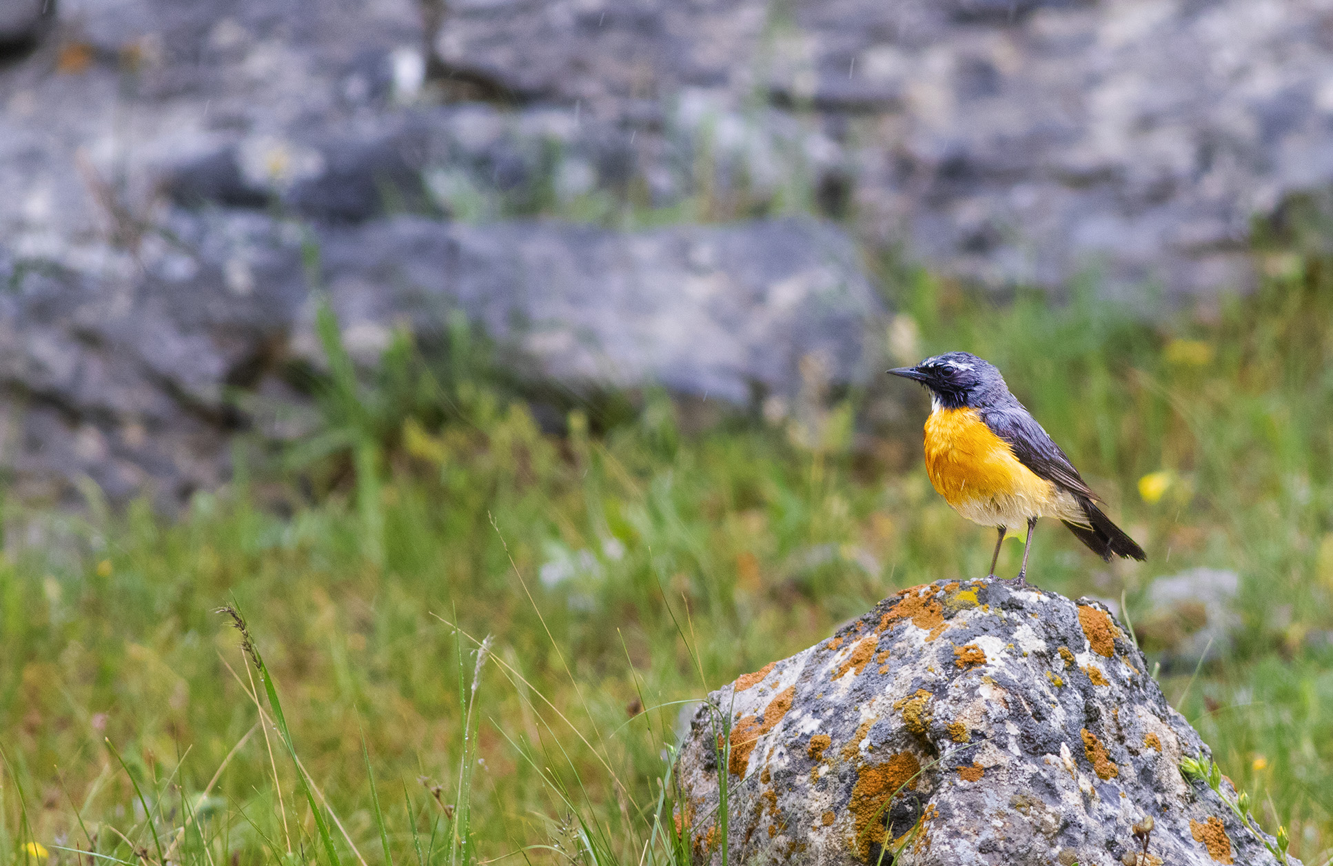 White-throated Robin